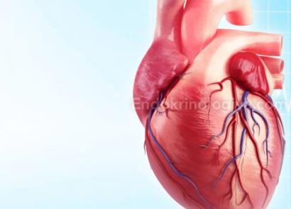 Сердце и щитовидная железа: чем грозит отклонение от нормы Щитовидная железа влияние на сердце