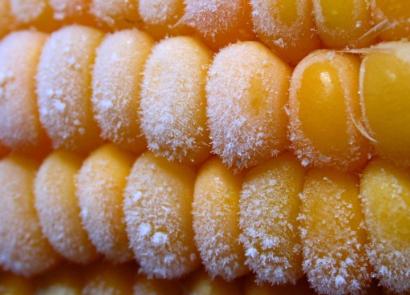 Как хранить сырую и вареную кукурузу в домашних условиях