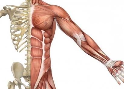 Основные группы мышц человеческого тела
