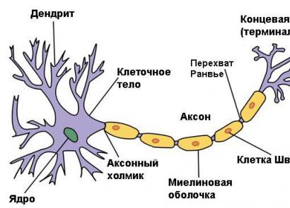 Анатомия периферической нервной системы
